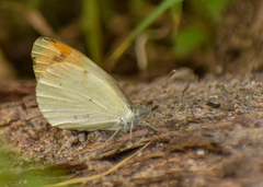 Colotis etrida