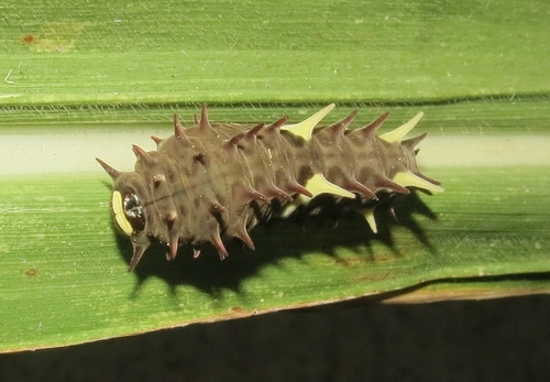 Pink-spotted Cattleheart