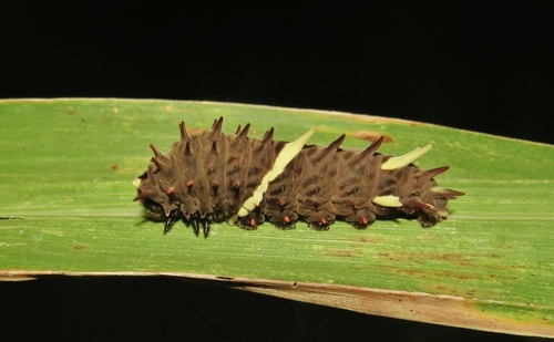 Pink-spotted Cattleheart