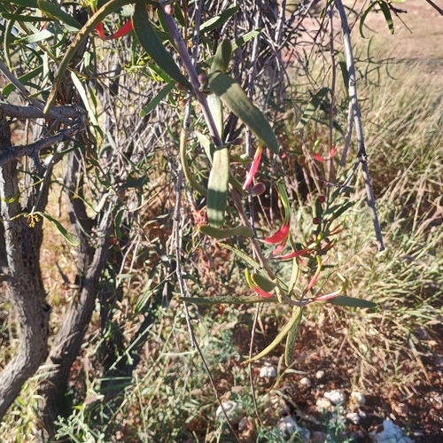 Harlequin Mistletoe