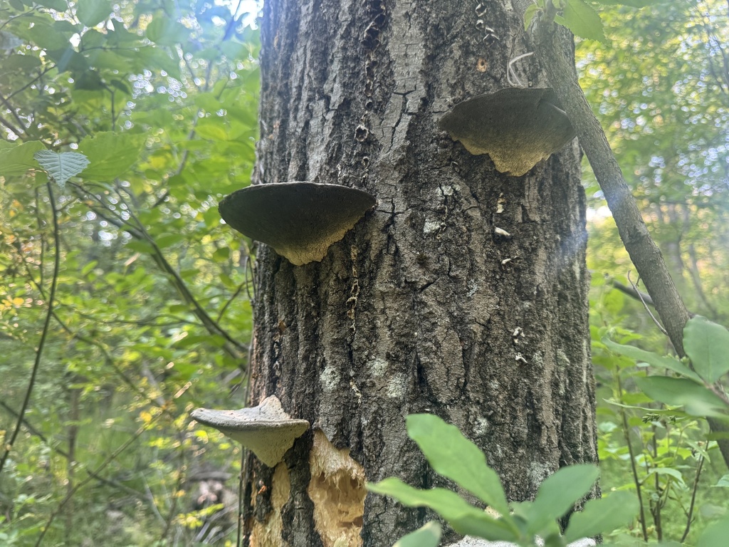 Lumpy Bracket · May 2026 · photo: Photo: (c) SiphonophoreSlinger, some rights reserved (CC BY) · iNaturalist