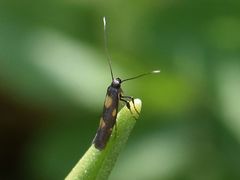 Euspilapteryx auroguttella