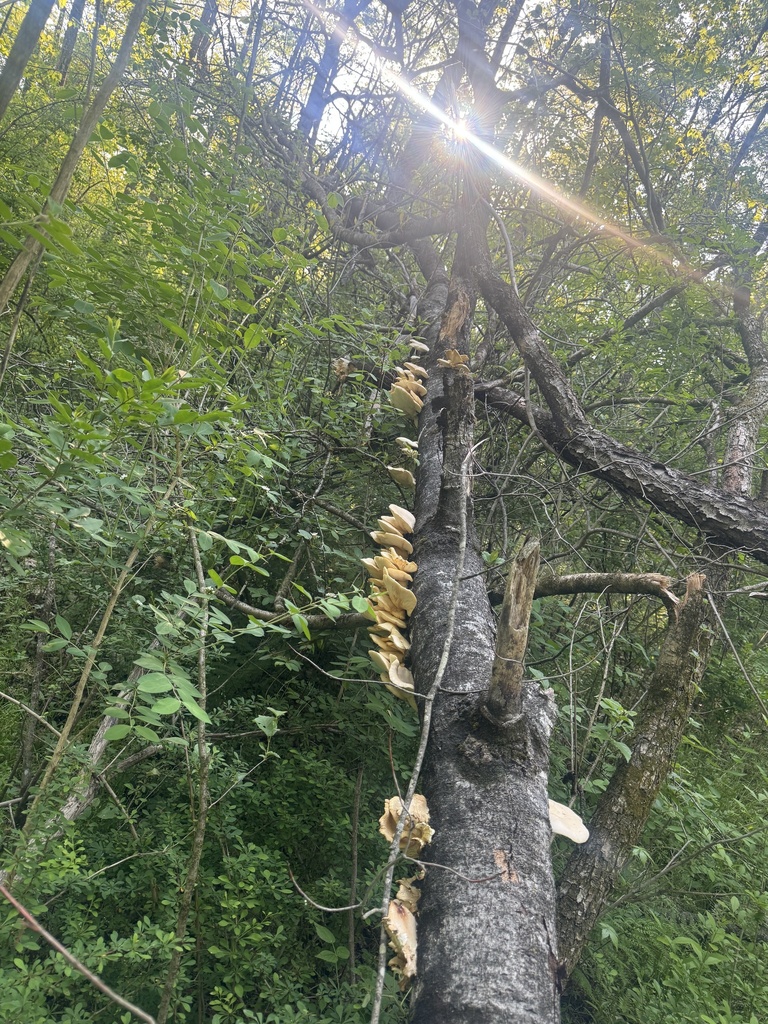 aspen oyster mushroom · May 2026 · photo: Photo: (c) SiphonophoreSlinger, some rights reserved (CC BY) · iNaturalist