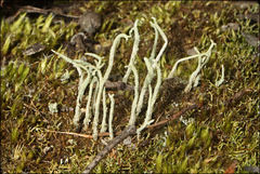 Cladonia corniculata
