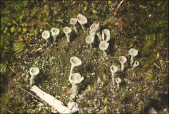 Cladonia humilis