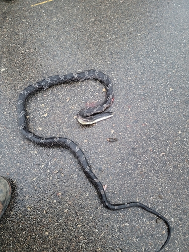 Western Ratsnake