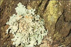 Hypogymnia subphysodes