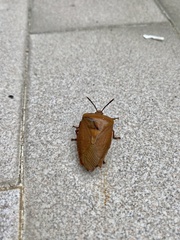Tessaratoma papillosa