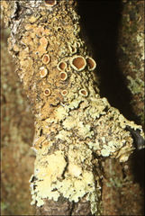 Flavoparmelia rutidota