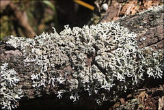 Hypogymnia subphysodes