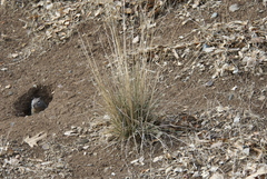 Festuca viridula