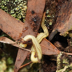 Fletchamia mediolineata