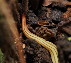 Fletchamia mediolineata