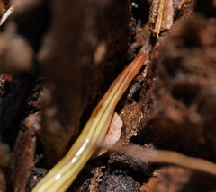 Fletchamia mediolineata