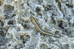 Cryptoblepharus africanus