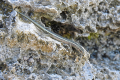 Cryptoblepharus africanus