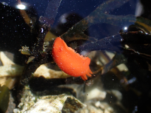 Red Sponge Dorid, Samish TDSA, WA, US, photo 9 of 10