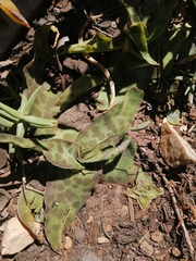 Ledebouria ensifolia