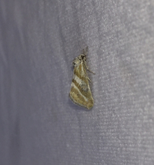 Lineostriastiria hutsoni