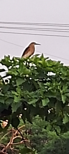 Indian Pond-Heron