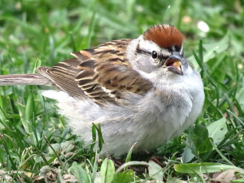 Chipping Sparrow