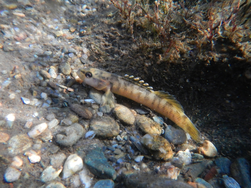 Citico Darter