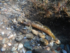 Citico Darter photo 1