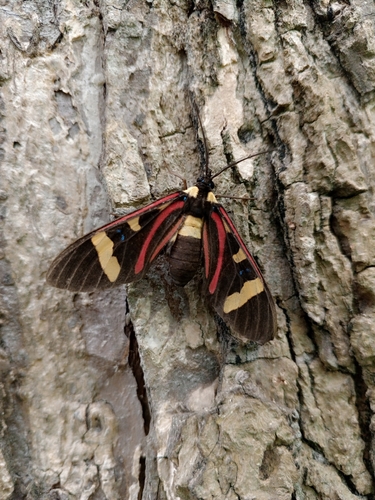 Histioea bellatrix