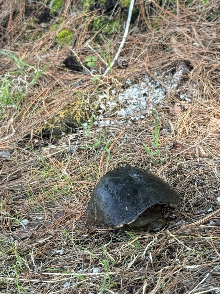 Eastern Musk Turtle in May 2026 by Janet Elliott. Shell found by Otter ...
