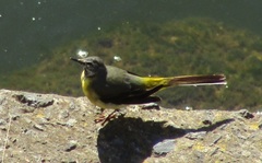 Motacilla cinerea