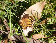 Heteronympha banksii