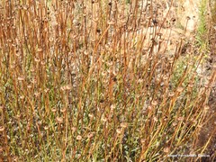 Leucanthemum pallens