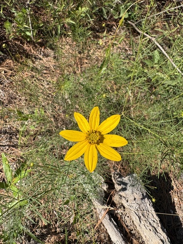 Coreopsis verticillata