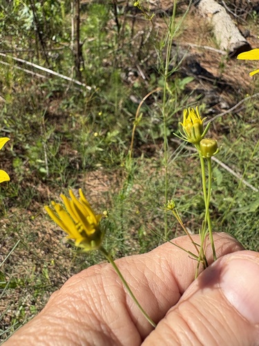 Coreopsis verticillata