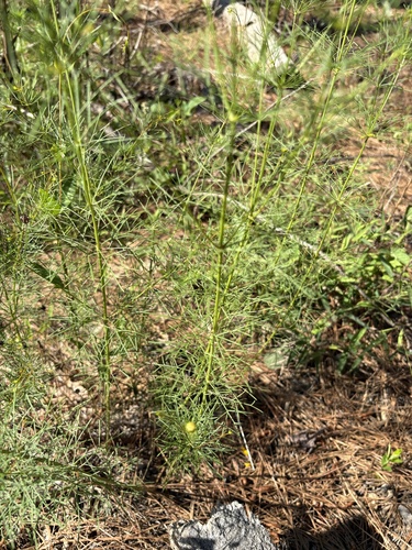 Coreopsis verticillata