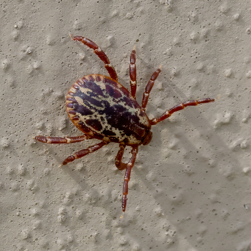 American Dog Tick