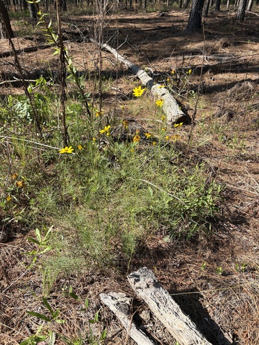 Coreopsis verticillata