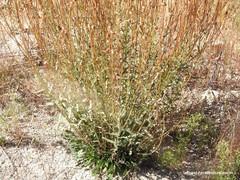 Leucanthemum pallens