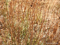 Leucanthemum pallens