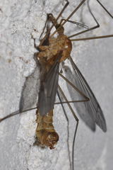Tipula bezzii
