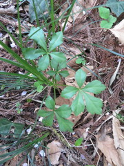 Eleutherococcus spinosus japonicus
