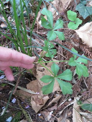 Eleutherococcus spinosus japonicus