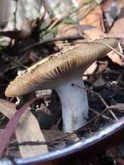 Russula neerimea