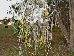 Amyema pendula