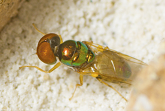 Microchrysa flaviventris