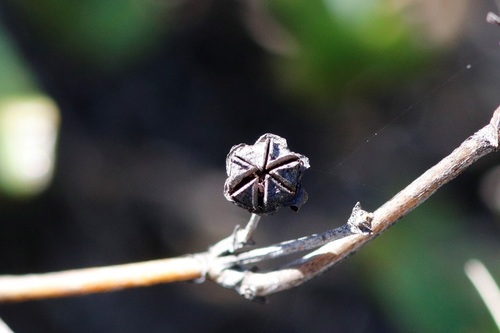 Image of Ruschia knysnana by (c) Karen Eichholz, some rights reserved (CC BY)
