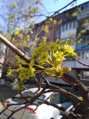 Acer platanoides