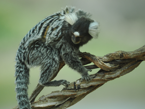 Common Marmoset