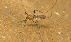 Coquillettidia xanthogaster