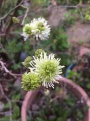 Fothergilla